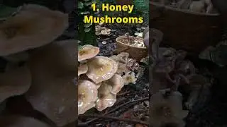 Три диких продукта, которые можно употреблять в пищу ради выживания!
