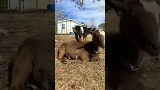 Playtime with a Mischievous Little Goat 🐐💖 #cutefarmanimal #animals #beautifullgoats #funny