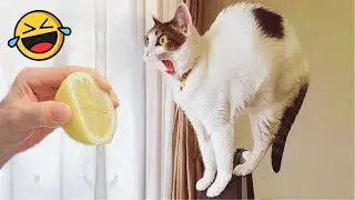 Funny Animal Moments #3 | This is why I love animals! 🐾