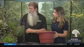 In The Garden: Water Saving Plants