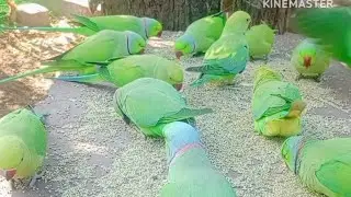 Urmila official  is live #parrotlover #parrottalking #squirrelwatching #parrotsound 