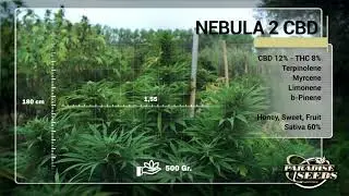 PARADISE SEEDS TEST FIELD 2019 - NEBULA 2 CBD! Episode #6