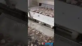 Glazing machine of freezing seafood
