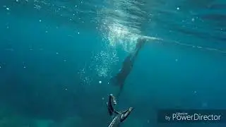 Spearfishing kos rofos 16 kila