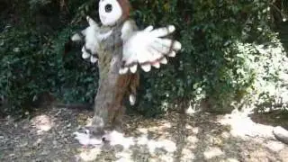 Owl Costume with 