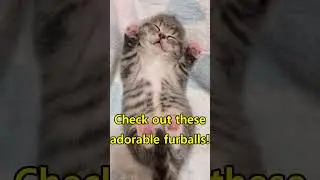 Check out these adorable furballs! Welcome to Funny Animal Clips - PowerPro! 😹🐶😂