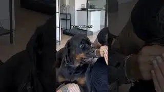 Such a drama queen Rottweiler !🙄 😍