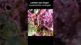 Find the seahorse & pipefish challenge Level 8.