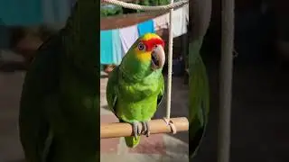 Este loro canta m&aacute;s feliz que t&uacute; en lunes 🦜🎶 | ElloroLoco