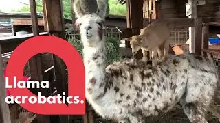 Llama and goat perform acrobatics | SWNS