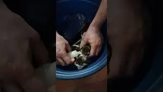 kittens abandoned by their mother on the street