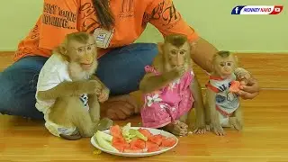 Monkey Kako Family | Three Adorable Baby Monkey Eating Fruits Together