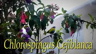 CHLOROSPINGUS CEJIBLANCA  &middot;&middot;  LAS M&Aacute;S BELLAS AVES DE COSTA RICA