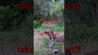 Grow a Trophy Buck #wildlife #deer #hunting #oklahoma