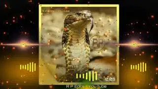 MR RaBaRi