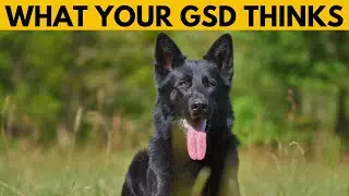 What Your German Shepherd Thinks About You (Based on Your Actions)
