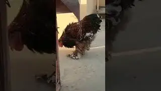 PORCELAIN HEAVY COCHIN EXTREME QUALITY BIRD