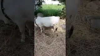 Pungunuru female calf✨🤩