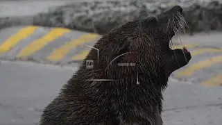 Rabies outbreak in South African seals thought to be first time virus has spread in sea mammals