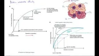 Protein affinity for substrate