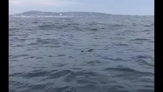 Great White Shark - La Jolla, CA - August 1, 2017
