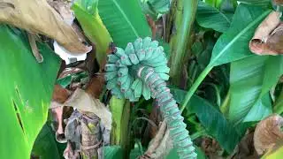 5 astuces pour des bananiers musa basjoo xxl