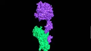 Tissue Factor and Factor VII