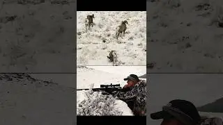 охота на горных баранов в горах #hunting #bear #chasse