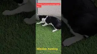#shorts#part1  #huntingcat#missionhunting#petcat#catlovers