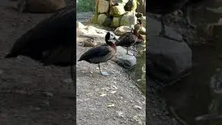 Witwenpfeifgans (White-Faced Whistling Goose / Dendrocygna viduata)
