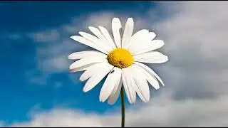مصطفى سرميني