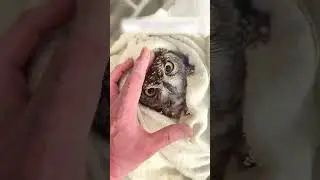 Девушка пришла покормить лошадь, а нашла....