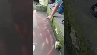 tidak menyadari dapet ikan besar #ikan #mancing #ikanbesar #fishing