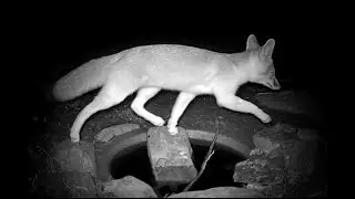Good looking Grey Fox goes by the water hole