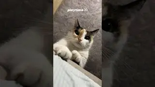 playtime with Aki 👀 #cat #catlovers #cutecats