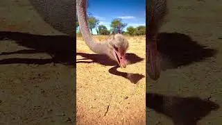 This Bird Eats Rocks to Survive