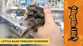 Gorgeous Baby Eastern Blue Tongue Lizards | Reptile Life