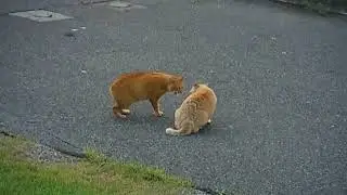 DSCF2669