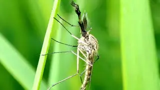 Grote steekmug (Culiseta annulata) mannetje