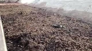 Uji coba pakan limbah sawit,solit buat pakan magot
