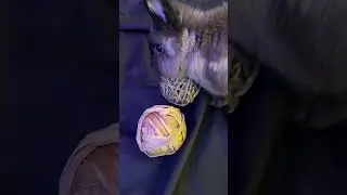 Fluffy Bunny&rsquo;s New Toy             🤎🐰🧶