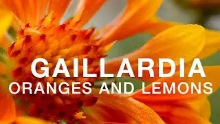 Gaillardia Oranges and Lemons at WaysideGardens.com