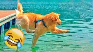 Hilarious DOGS That Will Make You Smile 😅 | Funny Animal Clips You Definitely Need to See 🐶🐶