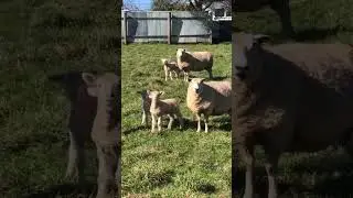 spring lambs in the farm tasmania Australia,