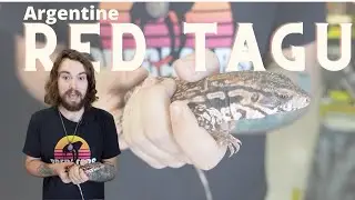 Argentine Red Tagu facts and feeding tips