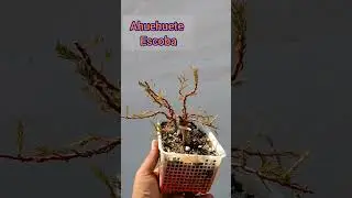 ahuehuete en estilo escoba