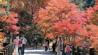古峯神社 古峯園 大芦渓谷の紅葉 2019 ～前日光の紅葉の名所～ I Will Show You All Three Autumn Leaves In Japan : 栃木県鹿沼市 : 4K
