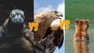 Top 10 Apex Predators In The World | top 10 | wild animals facts | apex predators