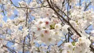Cherry Blossom in Spring