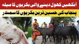 Goat Farming: Goats Mela Rahim Yar Khan Basti Molvian 🐐 @rykbeetalgoatfarm